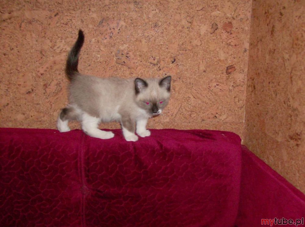 Kot snowshoe

Kot snowshoe (inna nazwa: Silver Laces) - amerykańska rasa krótkowłosych kotów o charakterystycznych białych skarpetkach (stąd nazwa), powstała z krzyżowania kotów amerykańskich krótkowłosych i syjamów. Rasa ta jest rzadko...
