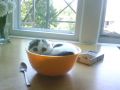 Kot na śniadanie