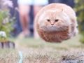 Cat Missile