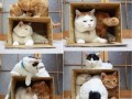 Ile kotów wejdzie do pudełka?