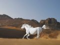 Koń na pustyni