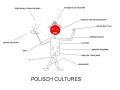 charakterystyka polskiego koksa