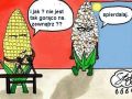 z życia kukurydzy