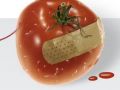 pomoc dla pomidora