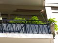 dekoracyjne roślinki na balkonie